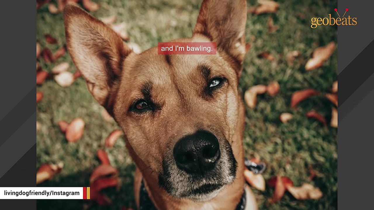 A close-up portrait of a brown dog with one blue eye and one brown eye, looking up at the camera on a grassy background with fallen leaves.