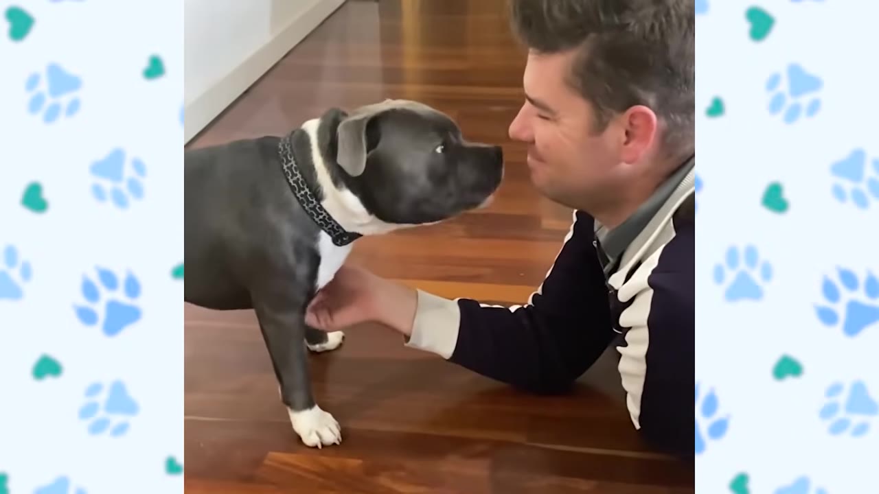 A grey and white dog stands on a wooden floor, leaning in towards a man lying down who is gently petting the dog's chest.