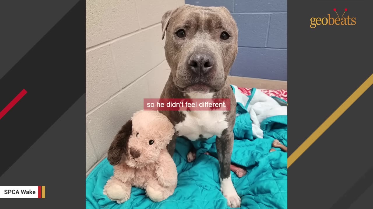 A gray pit bull mix dog sitting next to a plush stuffed dog toy on a blue blanket.