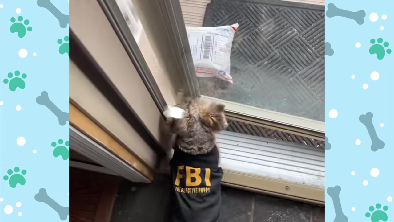 A small dog wearing a black shirt that says 'FBI' looks through a glass door at a white delivery package sitting on the porch.