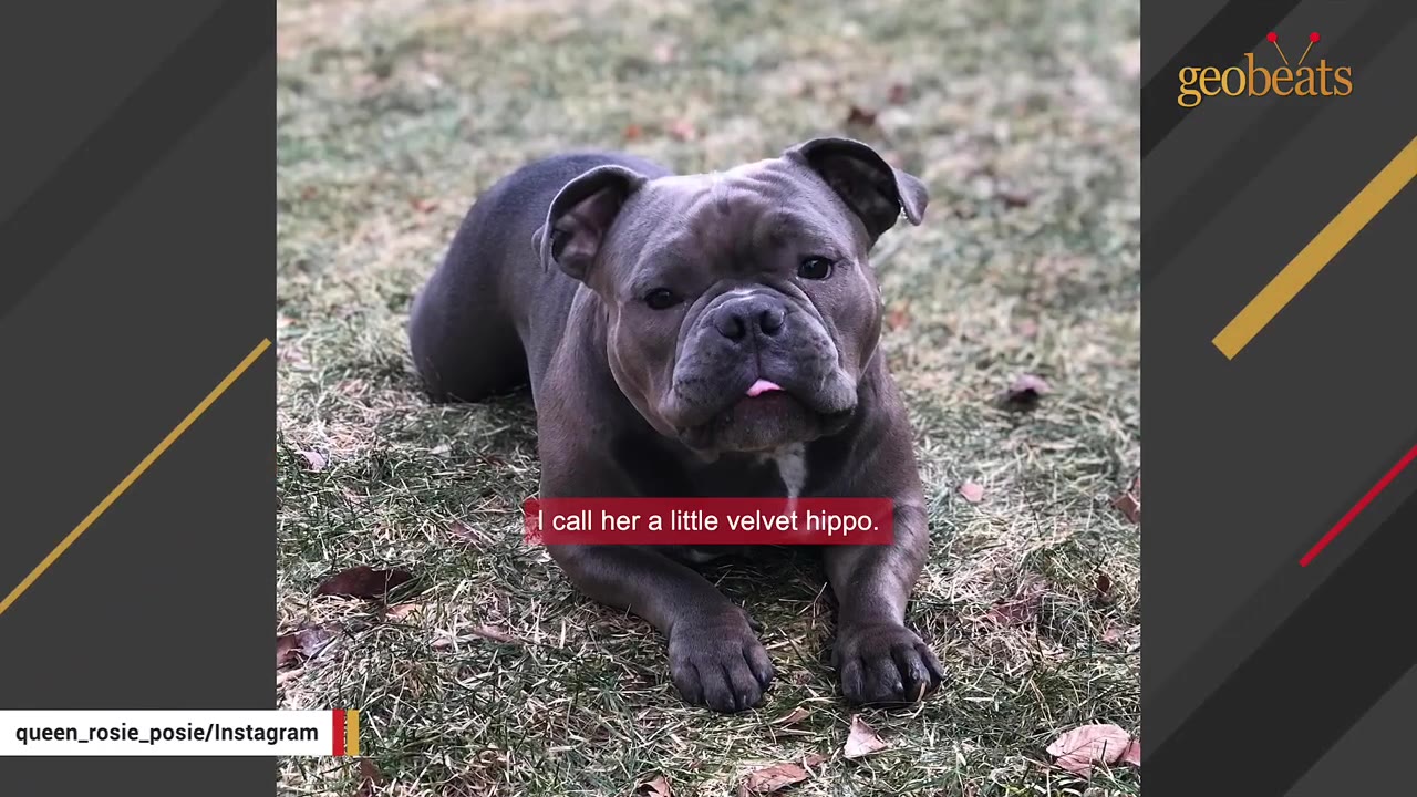 A gray pit bull lying on the grass outside looking directly at the camera.