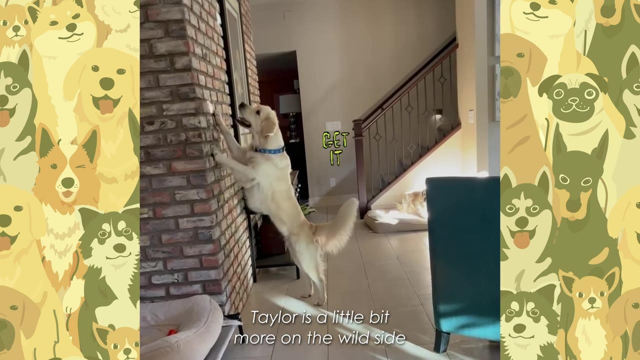 A golden retriever standing on its hind legs, leaning against a brick wall inside a house.