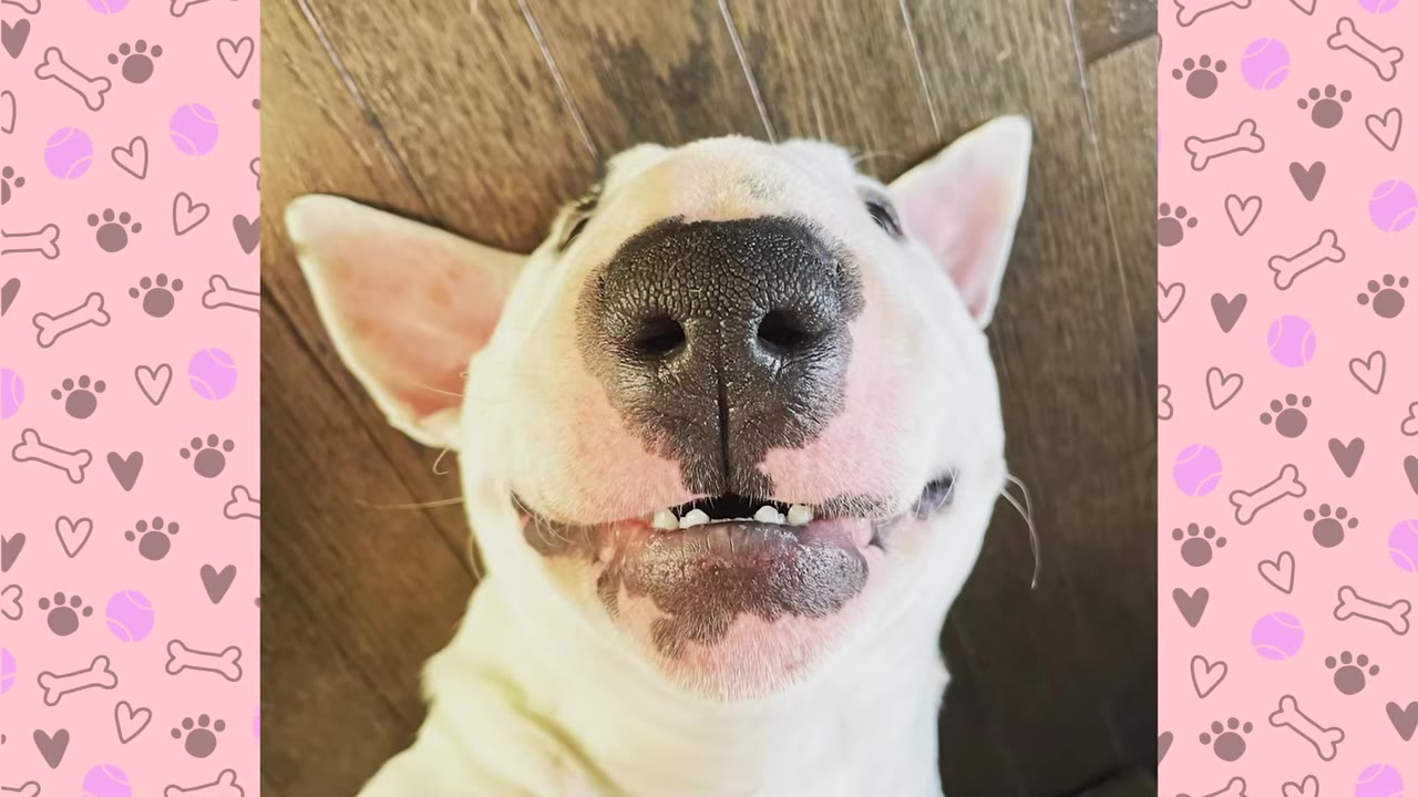 A close-up view looking down at a white bull terrier lying on his back, showing his nose and wide smile.