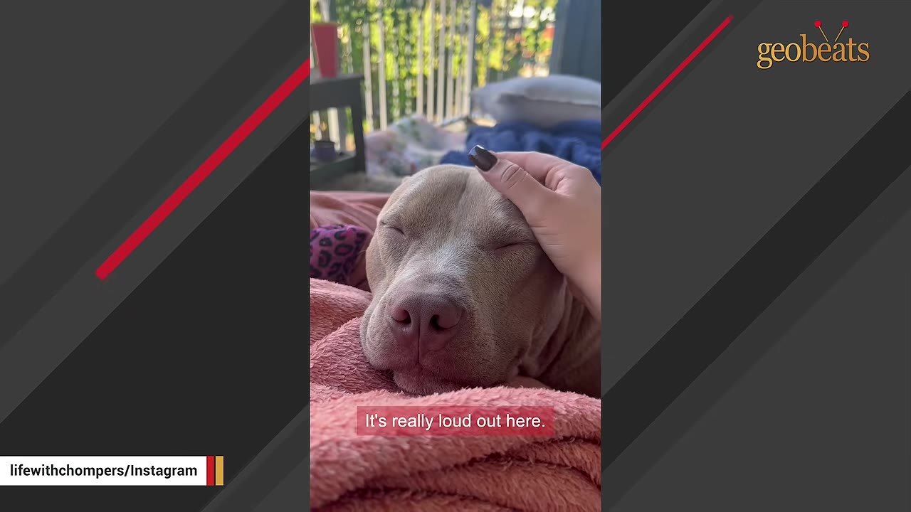A light-colored dog sleeps peacefully while being petted on the head, with a caption reading 'It's really loud out here.'