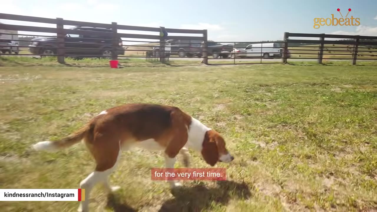 A tricolor hound dog walks on a grassy field, sniffing the ground near a wooden fence.