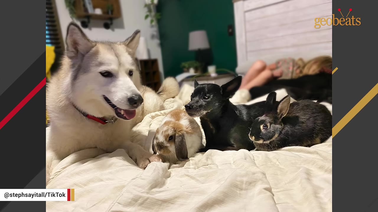 A husky, a small black dog, and two rabbits lie together on a white bedspread.
