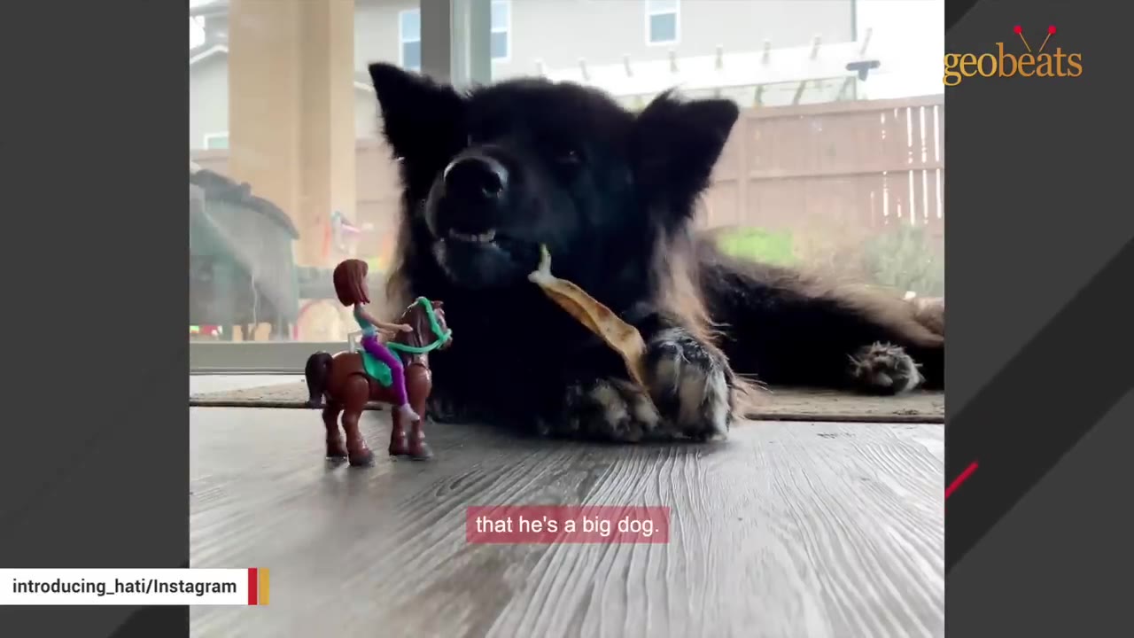 A large black dog lying on a wooden floor next to a small toy horse and rider figure.