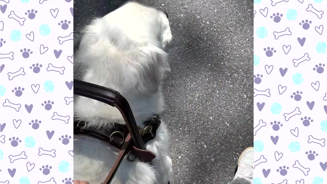 An overhead view of a white service dog wearing a black harness with a handle, walking on pavement next to a person's foot.