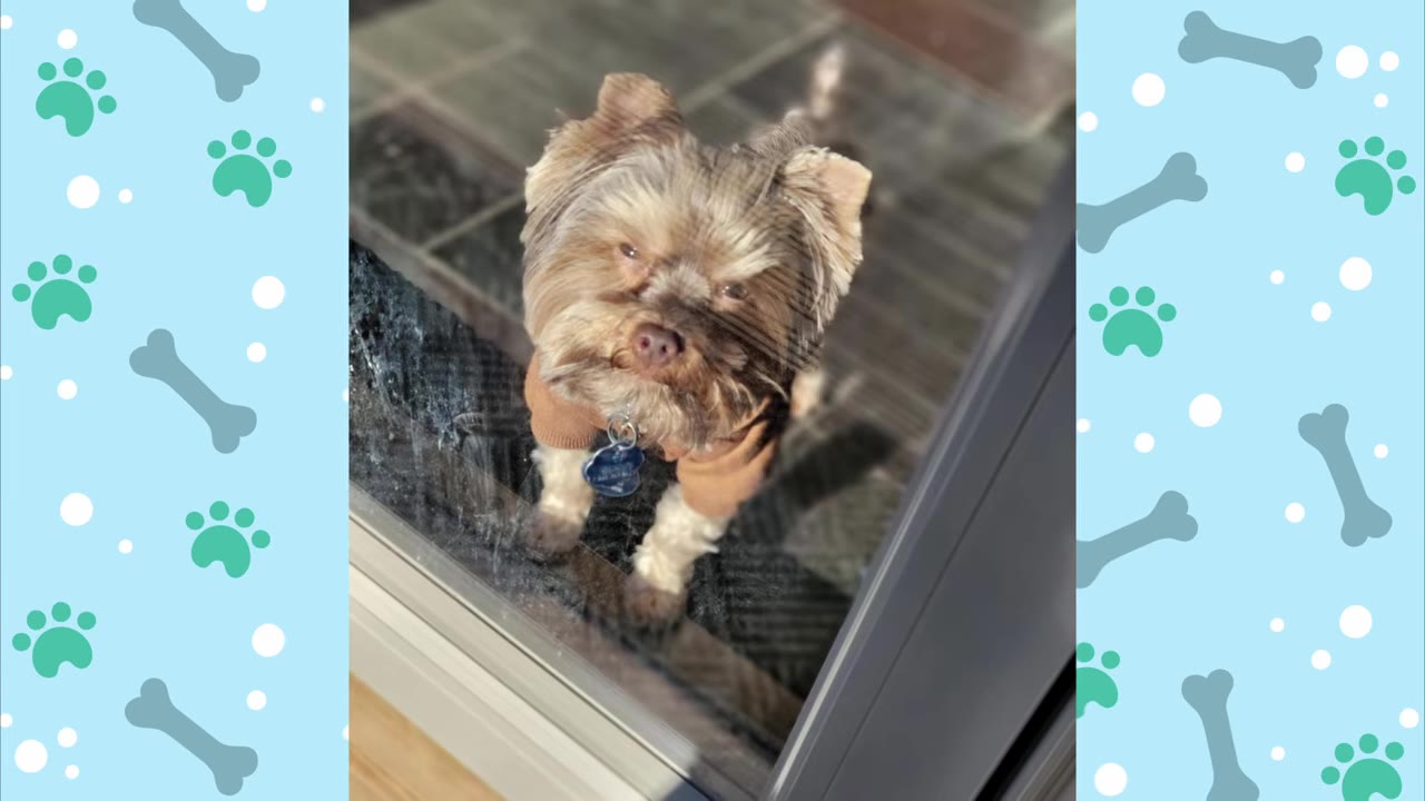 A small brown and white dog wearing a sweater looks up through a glass door.