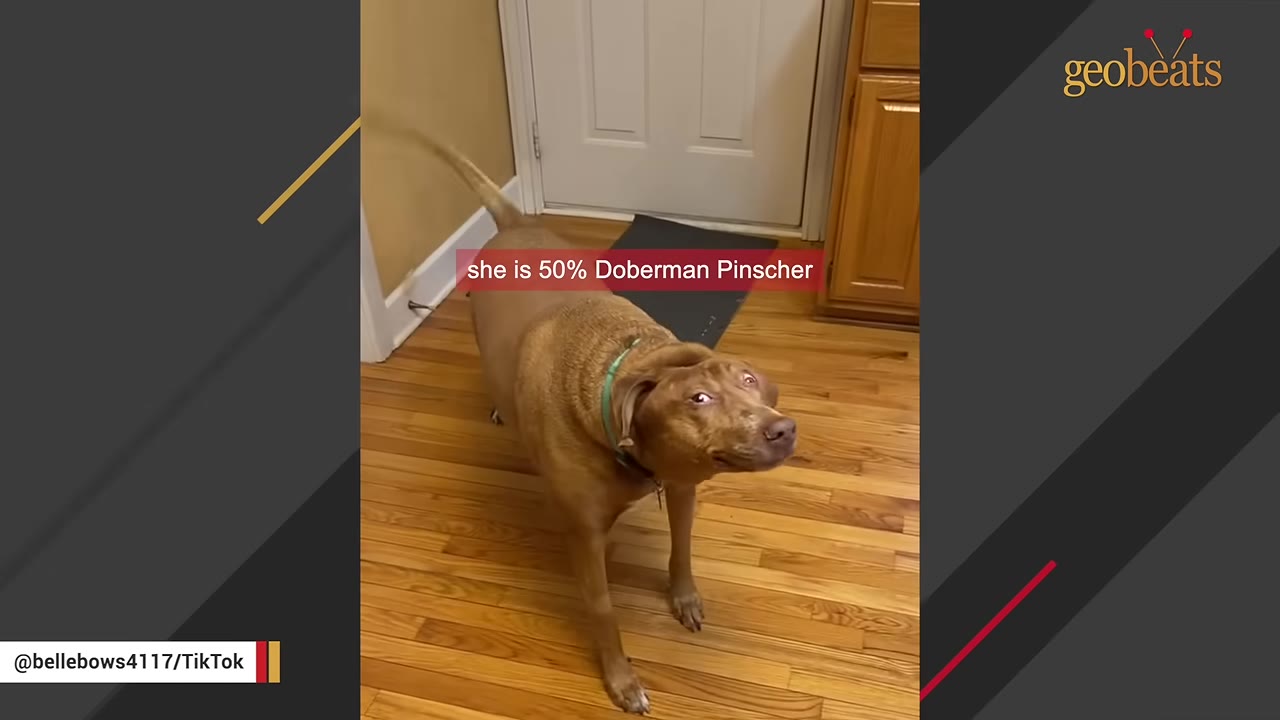 A tan dog standing on a wooden floor inside a house looking up toward the camera.