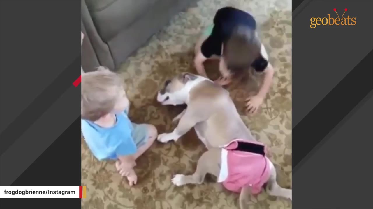 A light brown dog wearing a pink diaper plays on a rug indoors with two young children.