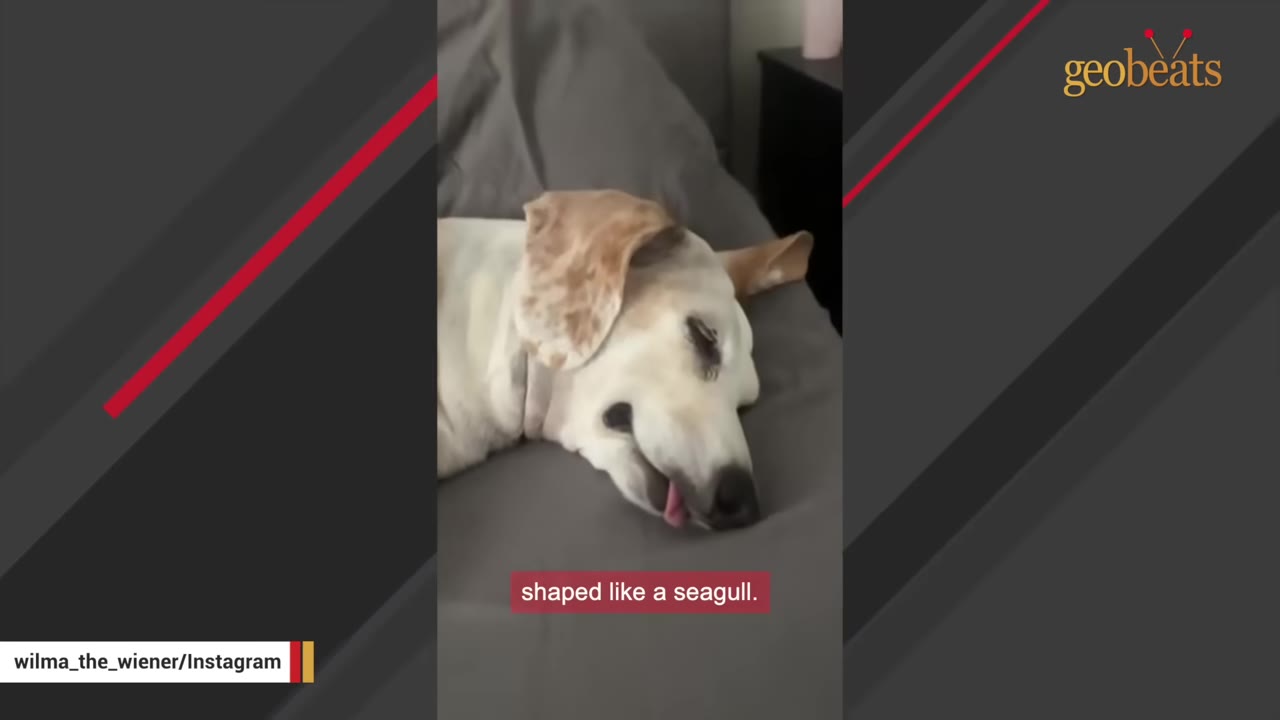 A senior white and brown dachshund sleeping on a grey bed with her tongue sticking out slightly.