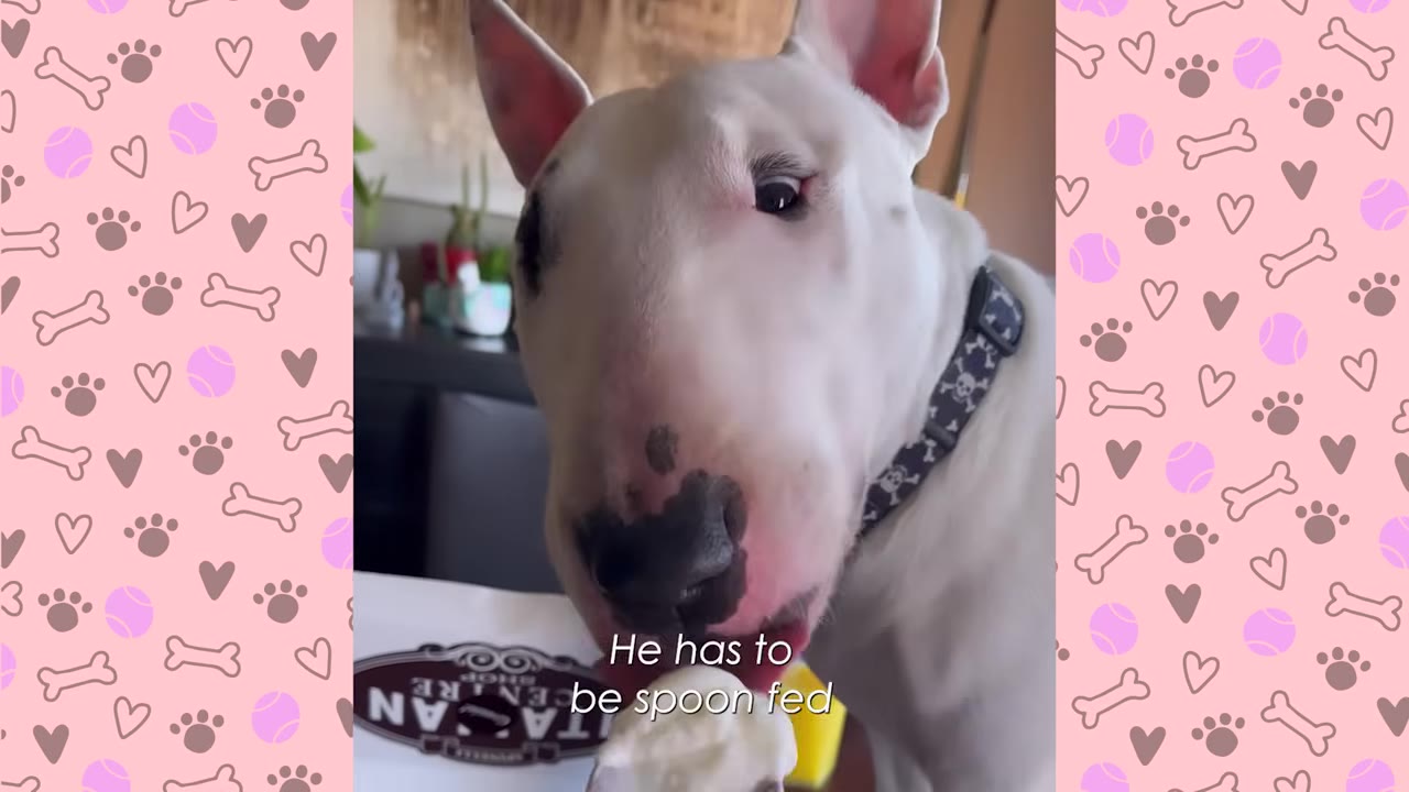 A white Bull Terrier being spoon-fed food near a table.