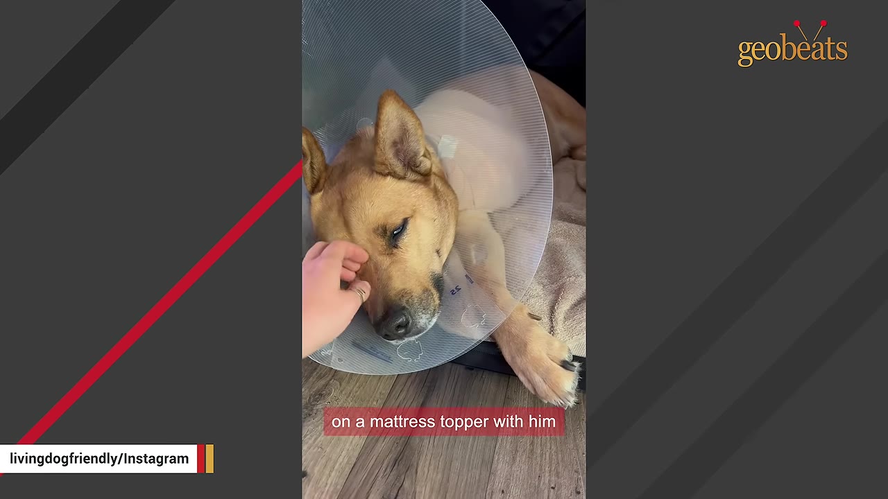 A tan dog wearing a protective plastic cone collar lies on a blanket on the floor while a hand gently pets its head.