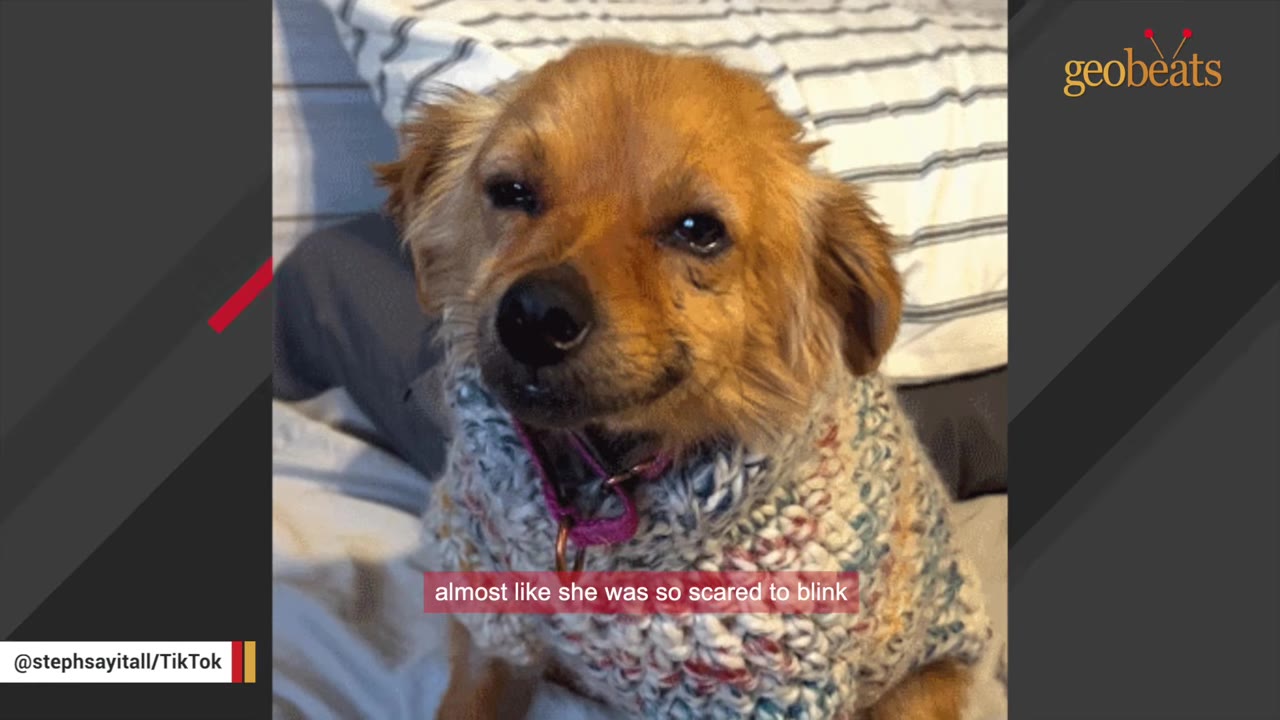 A close-up of a small brown dog wearing a knitted sweater, looking directly at the camera with a nervous expression, with a subtitle reading 'almost like she was so scared to blink'.