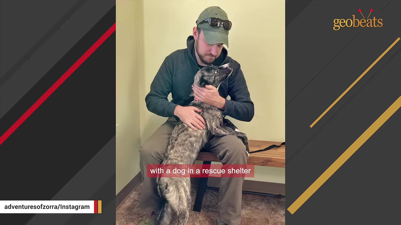 A man wearing a green hat and hoodie sits on a bench in a shelter room while a brindle dog stands up against his lap and looks up at him.