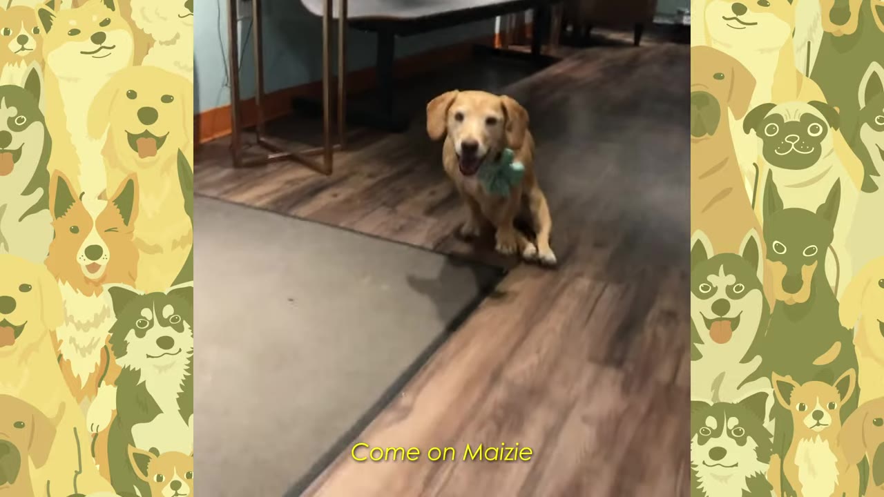 A golden dog sitting indoors on a wooden floor, looking directly at the camera with an alert and eager expression.