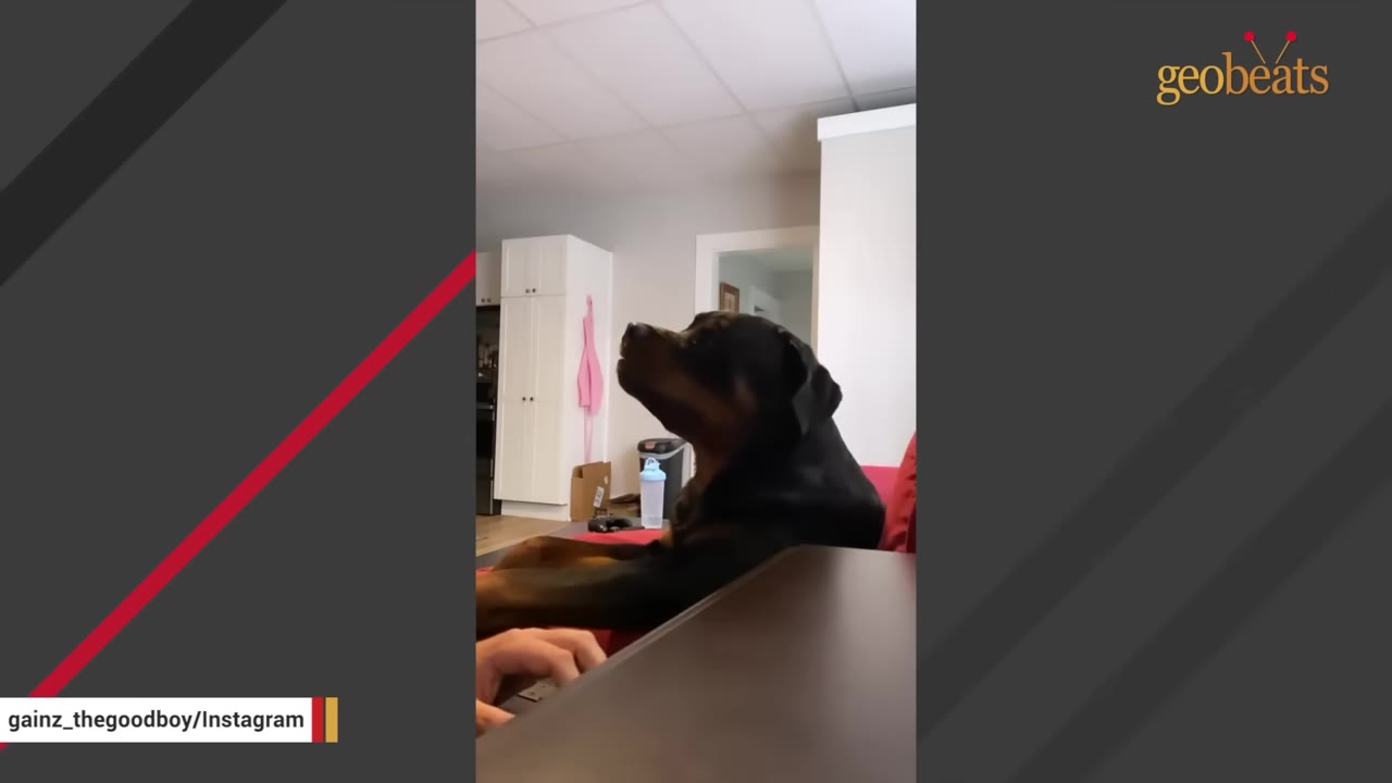 A Rottweiler sitting indoors looking up with its head tilted slightly.