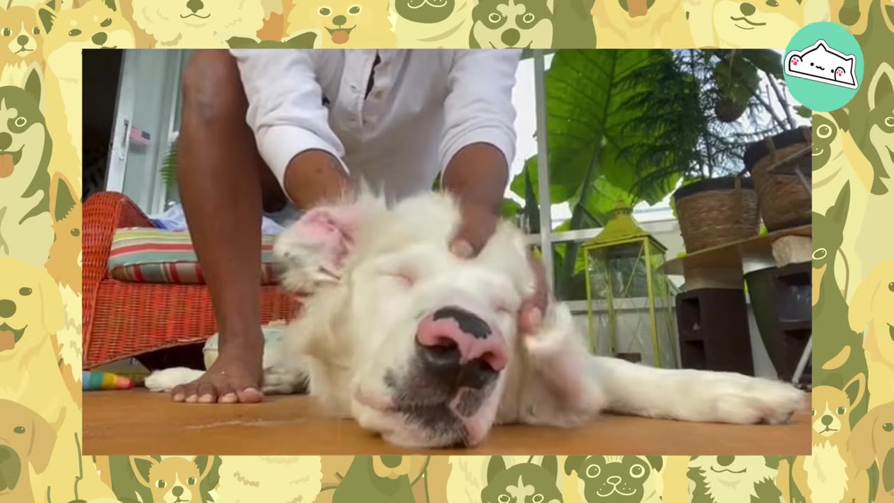 A person kneeling down to gently pet and comfort a resting white dog lying on a patio floor.