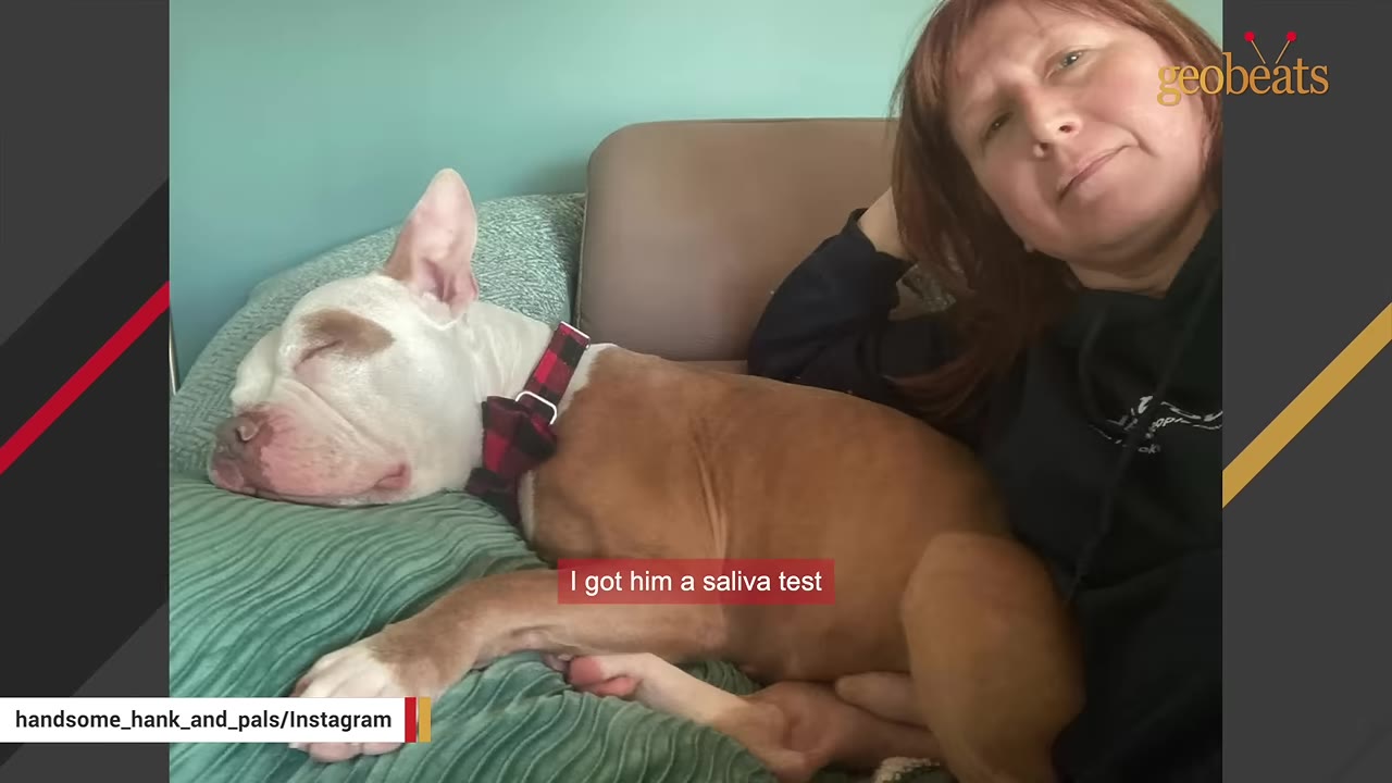 A woman leaning on a couch next to a white and brown pit bull sleeping comfortably beside her.