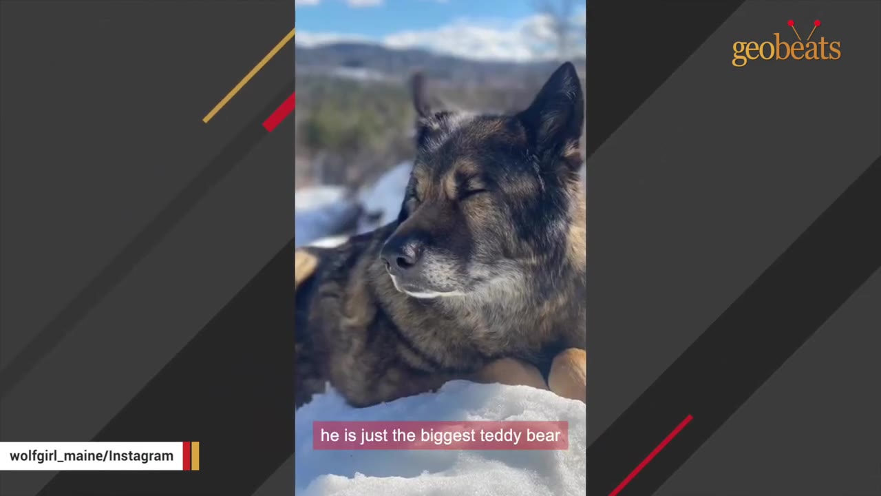 A large dark-furred wolfdog resting outside in the snow with its eyes closed.