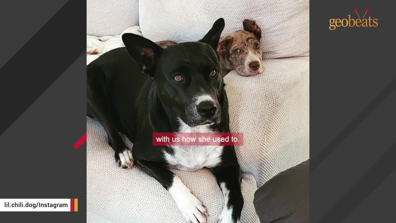 A black and white dog resting on a light-colored sofa beside a brown speckled dog resting its head behind it.