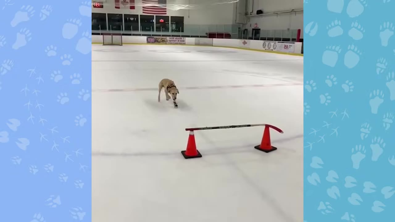 A yellow Labrador retriever wearing ice skates on its paws skates across an ice rink toward a hockey stick balanced on two orange cones.
