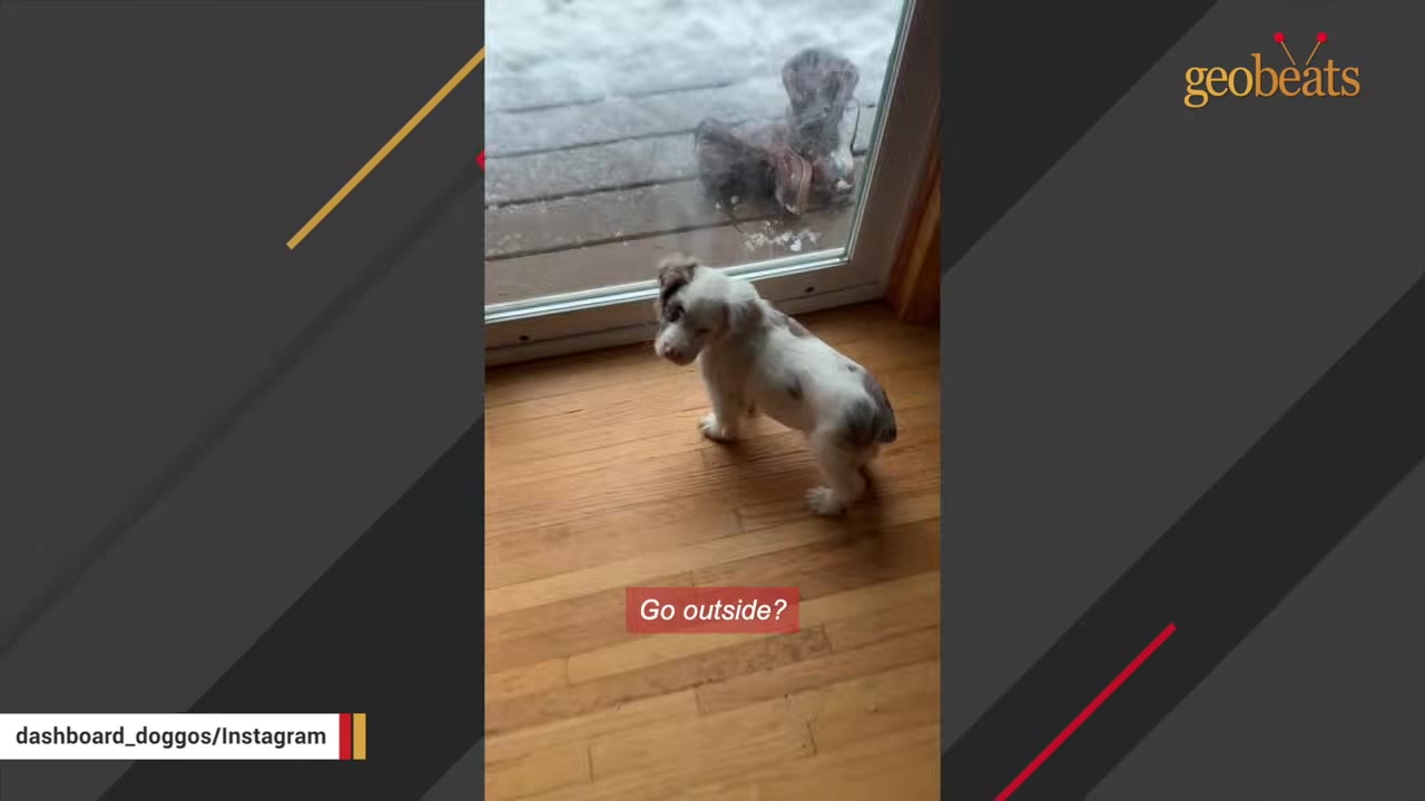 A small white and spotted puppy standing on a wooden floor near a sliding glass door looking back.