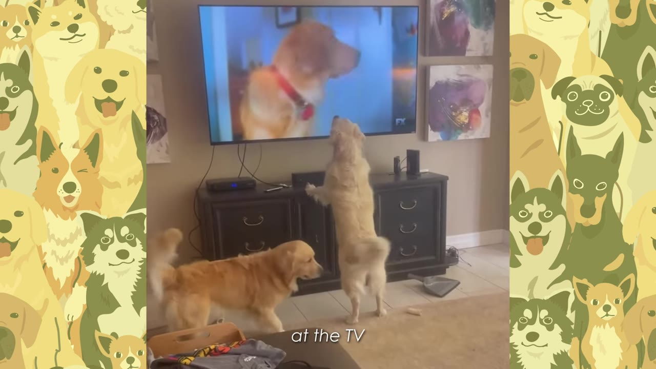 A golden retriever stands on its hind legs with its front paws on a media console, looking up at a television screen displaying an image of another dog.