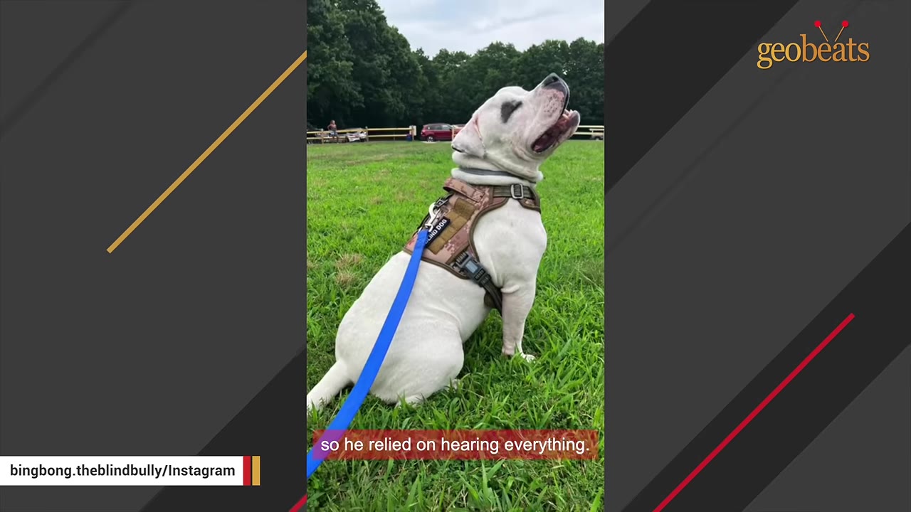A white dog sitting on a grassy lawn looking upward while wearing a harness.