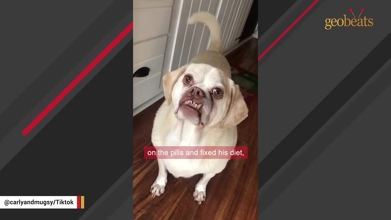 A light-colored dog with an underbite sitting indoors and looking up at the camera.