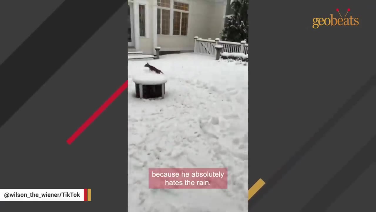 A small dachshund running across a snow-covered backyard outside a house.