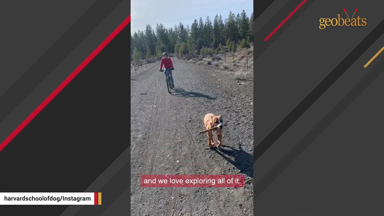 A brown dog runs down a dirt path carrying a stick in its mouth, followed by a person riding a bicycle in a wooded area.