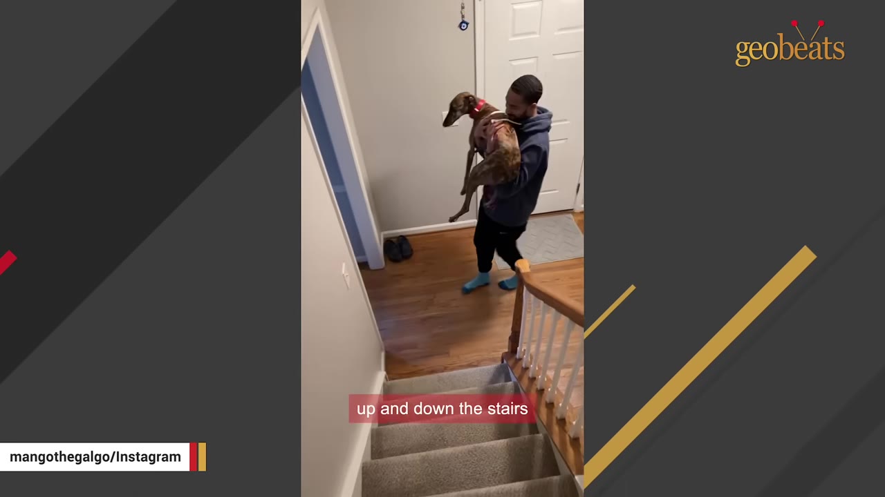 A man carrying a brindle greyhound inside a house near a staircase.