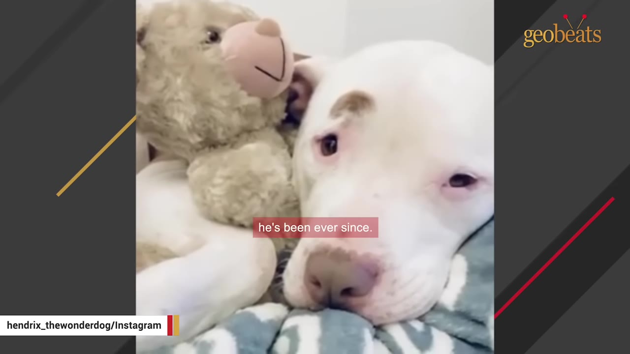 A close-up of a white dog with a brown spot over its eye, looking sad and anxious while lying next to a plush teddy bear.