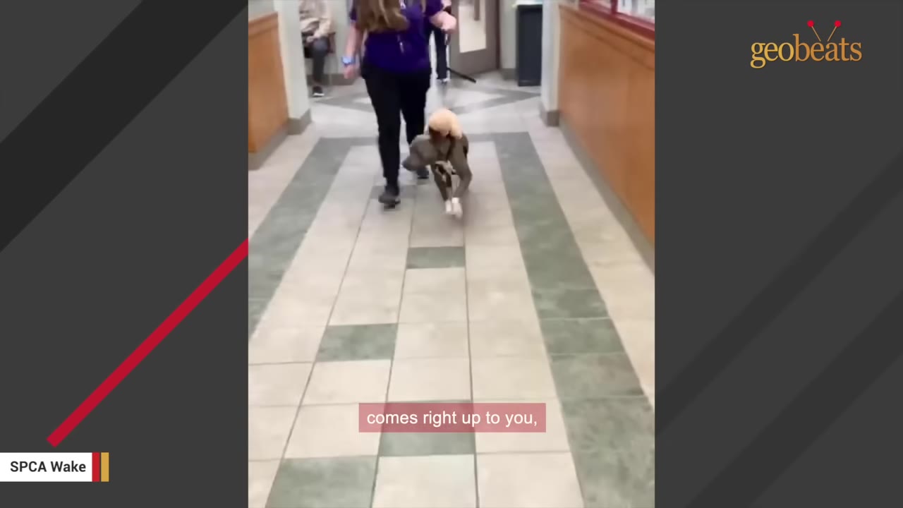 A dog carrying a plush stuffed animal in its mouth walks down a tiled shelter hallway while on a leash next to a person.