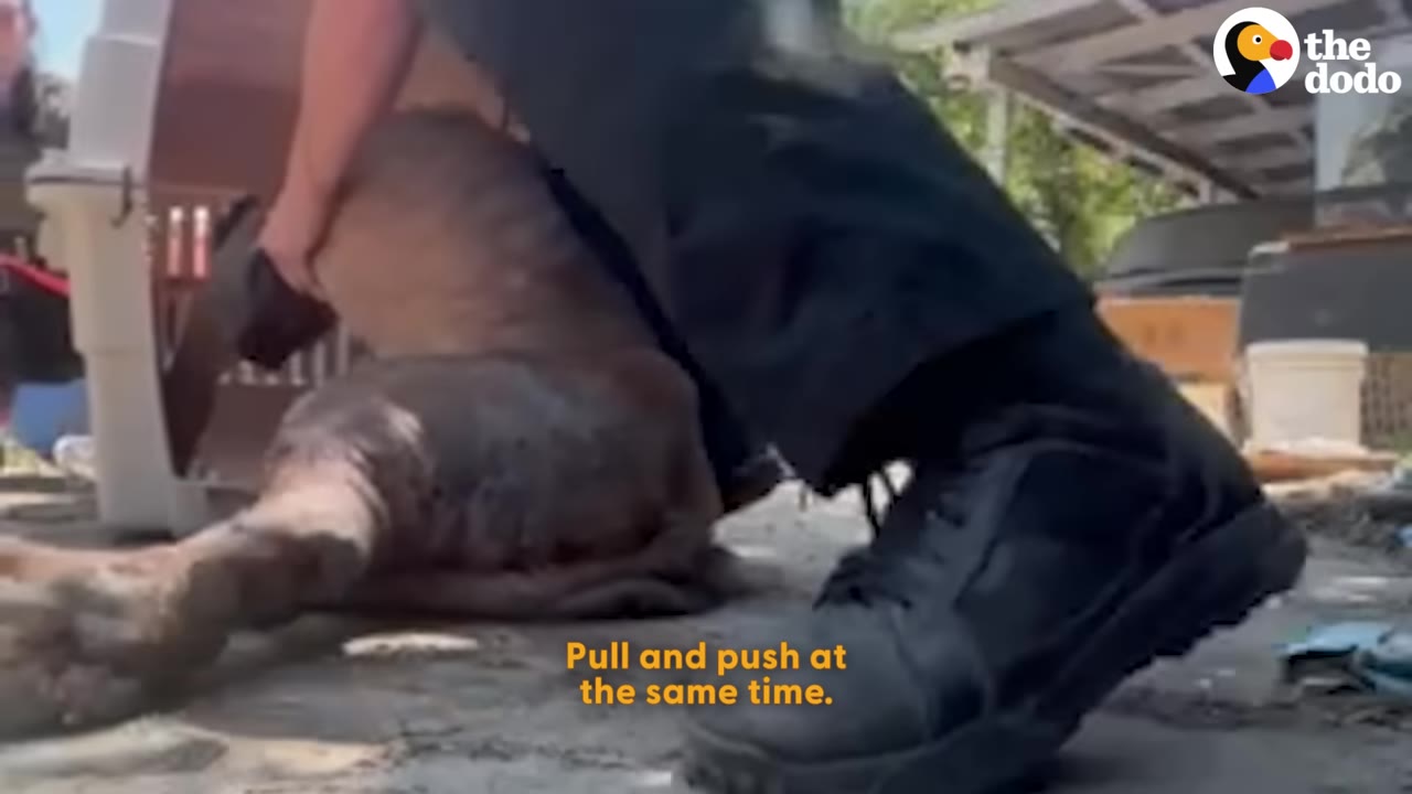A large dog is carefully lifted and guided into a transport crate by a rescuer.