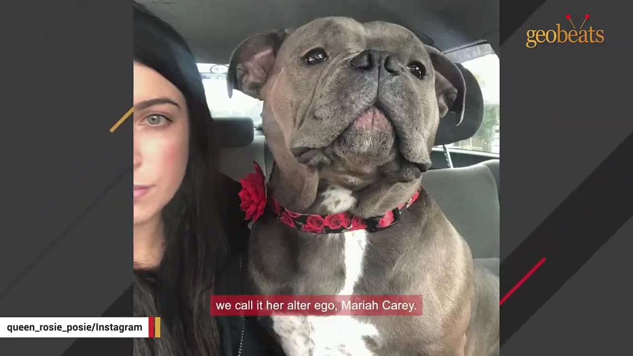 A gray pit bull wearing a floral collar sitting next to a woman inside a car, with text referencing her alter ego.