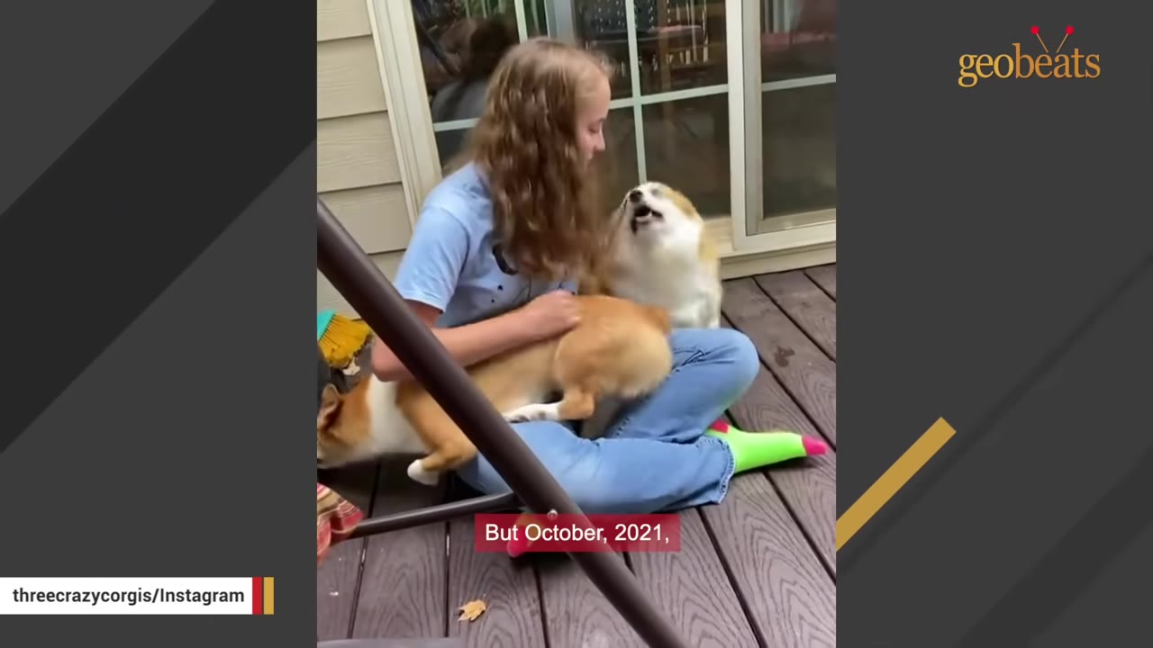 A young woman sitting on a wooden deck with two corgis, with a subtitle that reads 'But October, 2021,'.