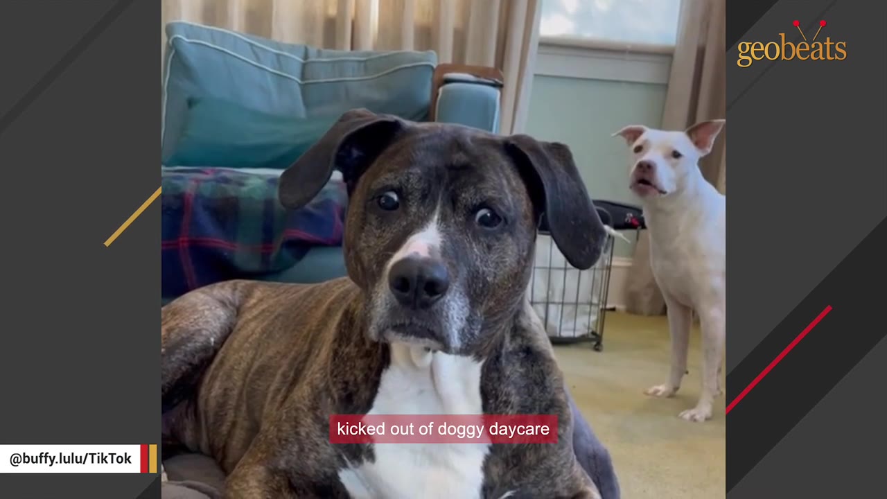 A brindle pit bull mix rests on the floor in the foreground while a white pit bull stands in the background inside a home.