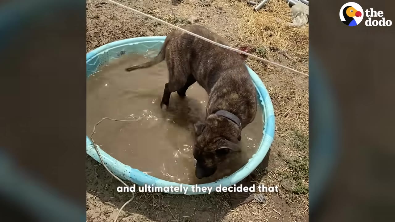 A brindle dog stands in a small plastic pool filled with muddy water outdoors on dirt.