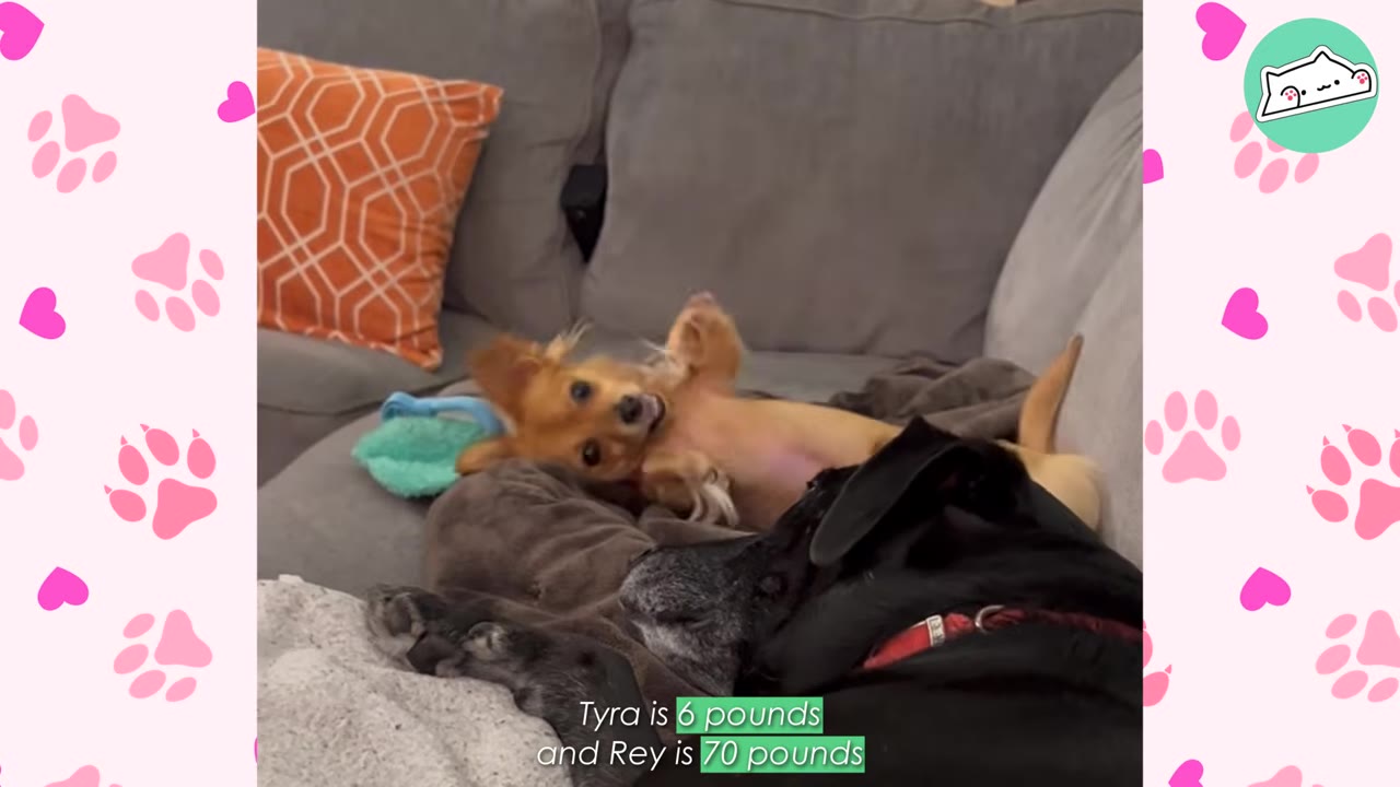 A small tan dog lies playfully on its back on a couch beside a large black dog resting its head.