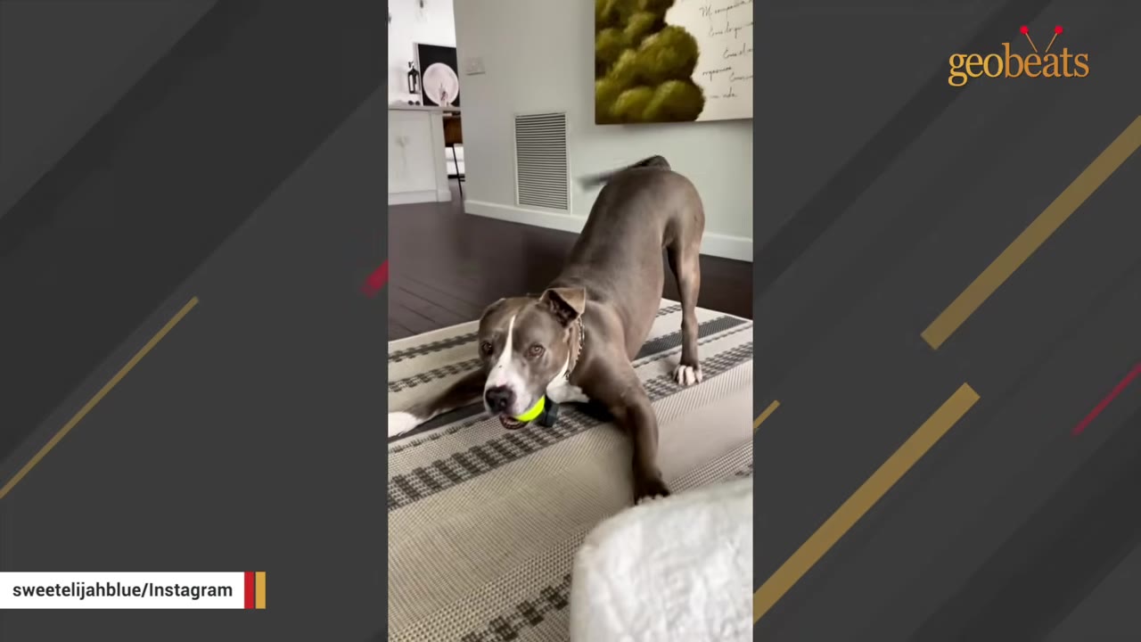 A gray pit bull mix doing a playful bow pose on a rug indoors while holding a bright yellow tennis ball in its mouth.