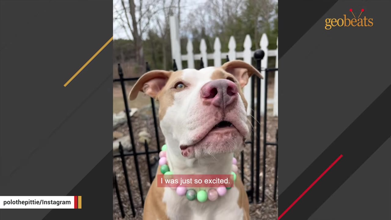 A tan and white dog wearing a colorful beaded necklace looks up happily outdoors in front of a fence.