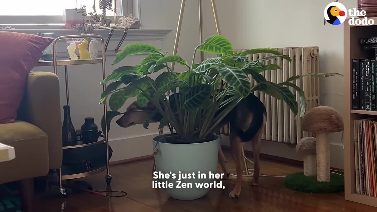 A dog walking slowly under the leaves of a large potted leafy houseplant in a living room.
