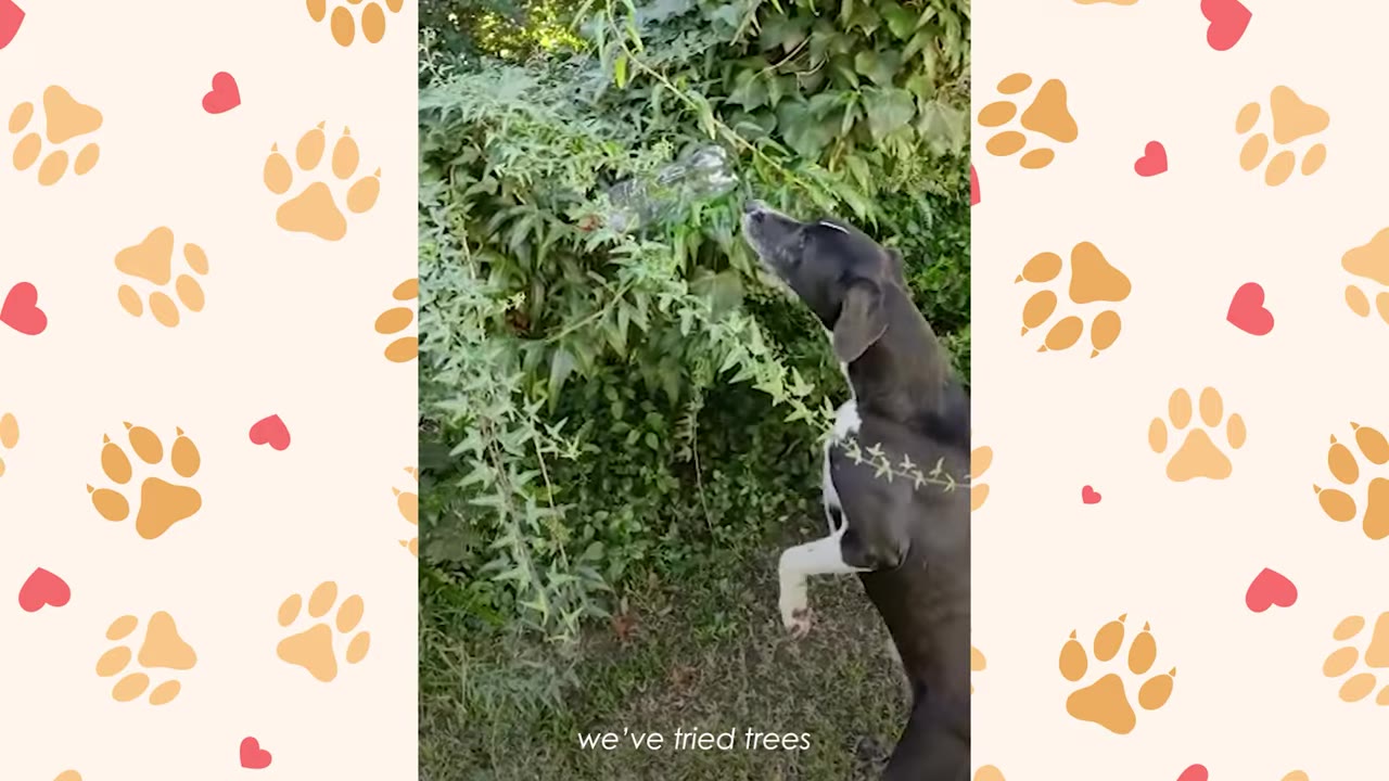 A black and white dog stands on its hind legs, reaching its snout up toward a clear plastic bottle nestled in the green leaves of a bush.