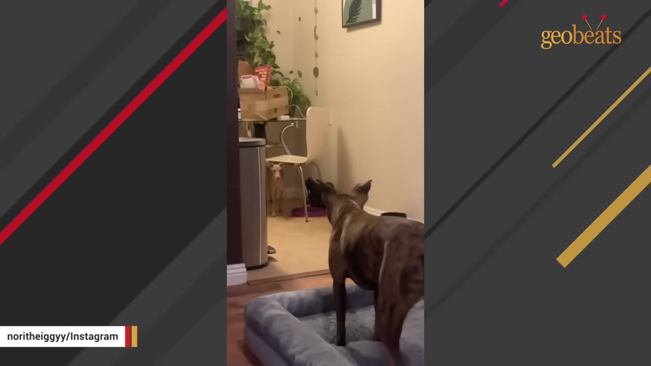 A large brindle dog stands in its bed looking across the room at a tiny tan Italian Greyhound standing near a chair.