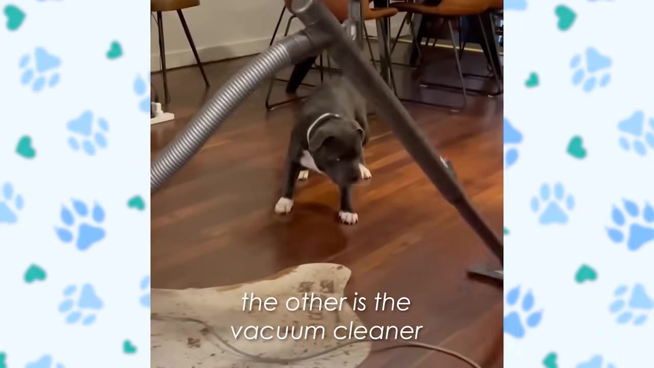 A small grey and white dog stands cautiously on a wooden floor, looking warily at a vacuum cleaner hose in the foreground.