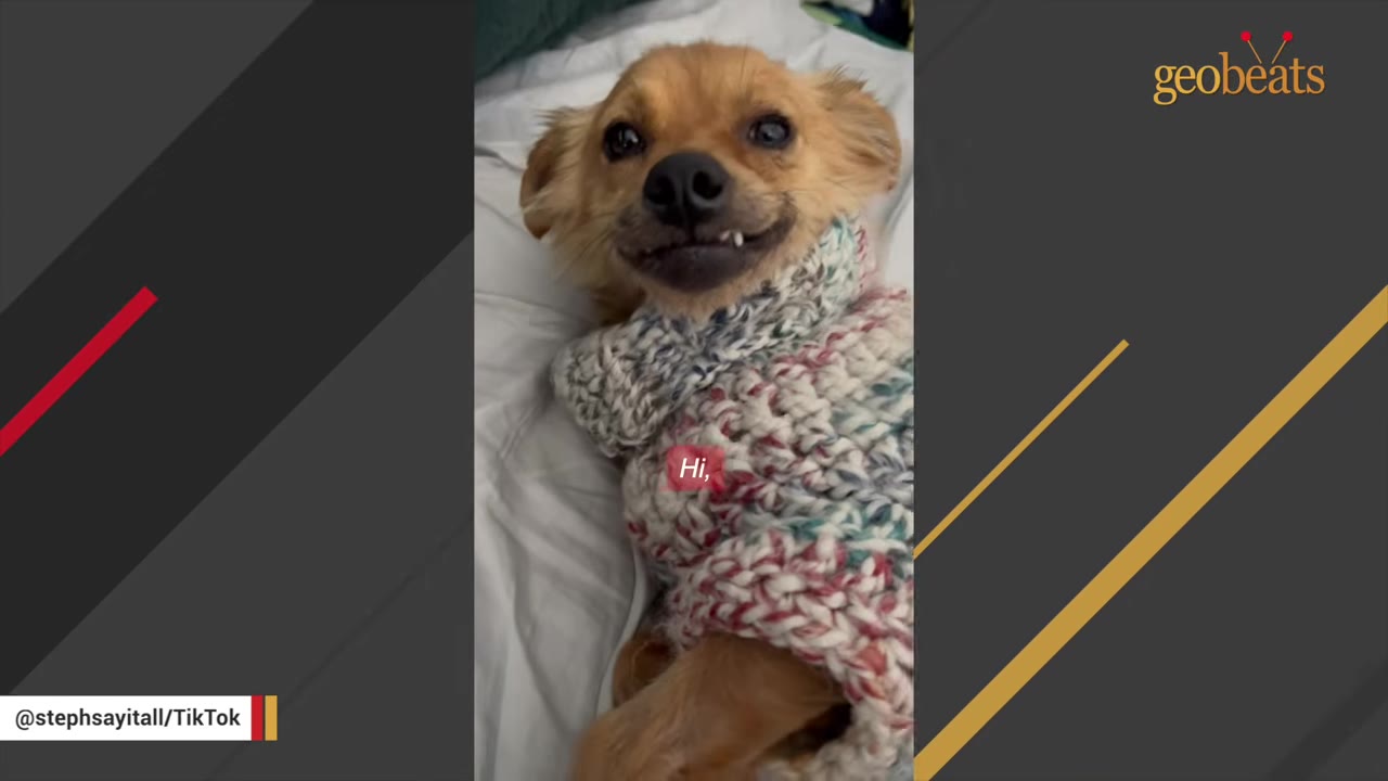 A small brown dog wearing a knit sweater lies on a bed, looking up with a submissive grin that shows its lower teeth.