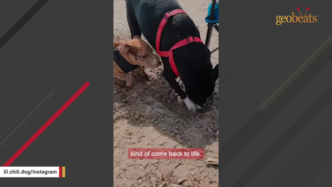 A black dog wearing a red harness digs in the sand next to a small brown dappled dog.